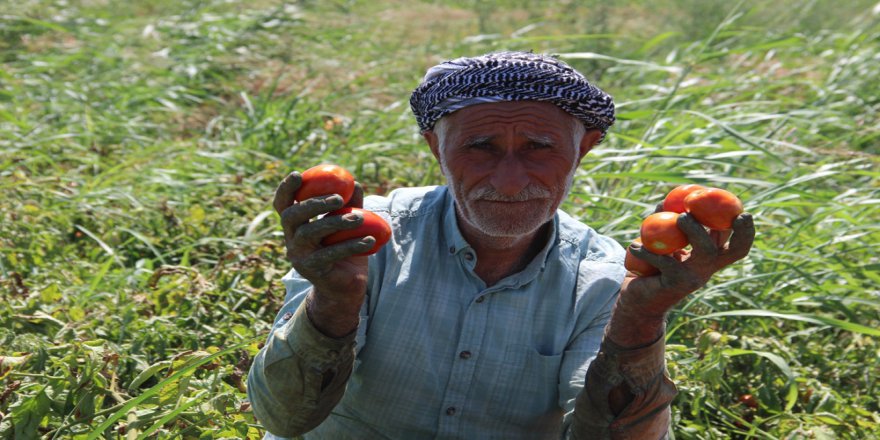 Manisa'da Çiftçinin Domates İsyani