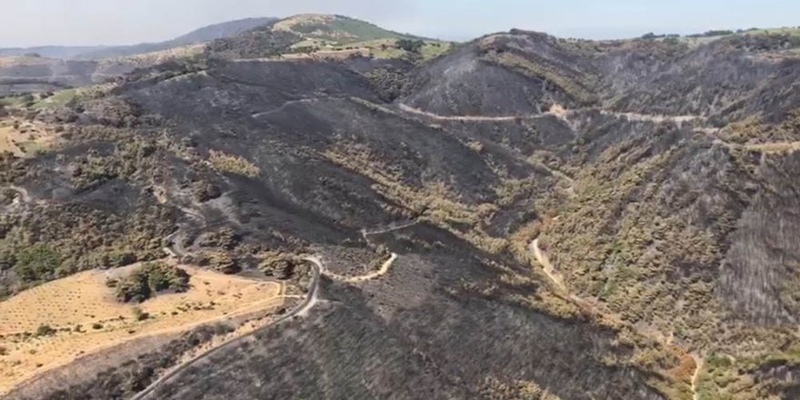 İzmir’in Ormanlarında Yürekleri Sızlatan Acı Bilanço