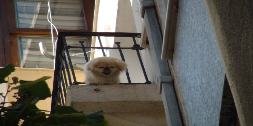 Demir Korkuluklara Sıkışan Köpeği İtfaiye Kurtardı