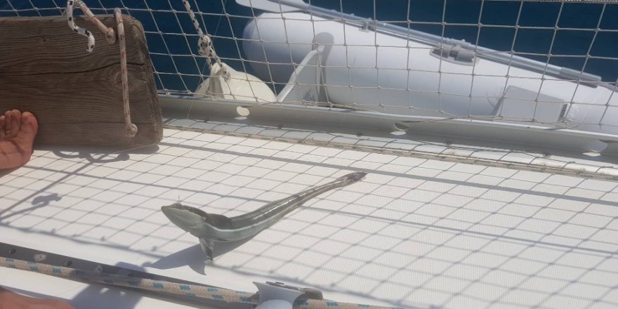 Kaş’ta Vantuz Balığı Yakalandı