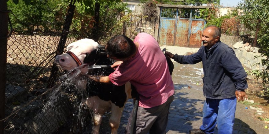 Bu Da Hayvan Yıkama Servisi