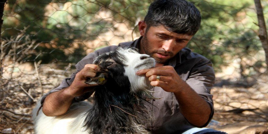 Fethiye’de Kurtlar Keçi Sürüsüne Saldırdı: 35 Keçi Telef Oldu
