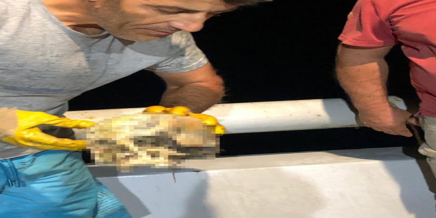 Denizin 2 Mil Açığında İnsan Kafatası Bulundu