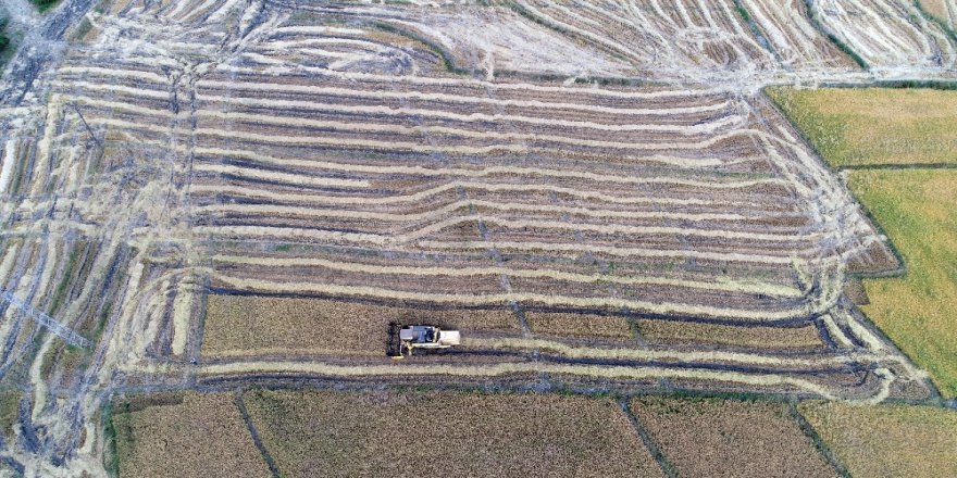 "Çeltik Hasadı"nda Hedef 350 Ton