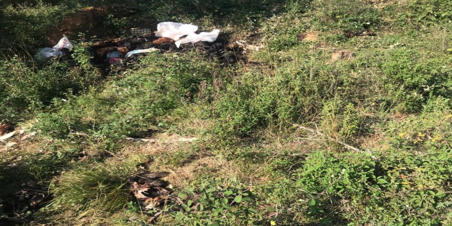 Bursa’da Arazide Binlerce Ölü Tavuk Bulundu