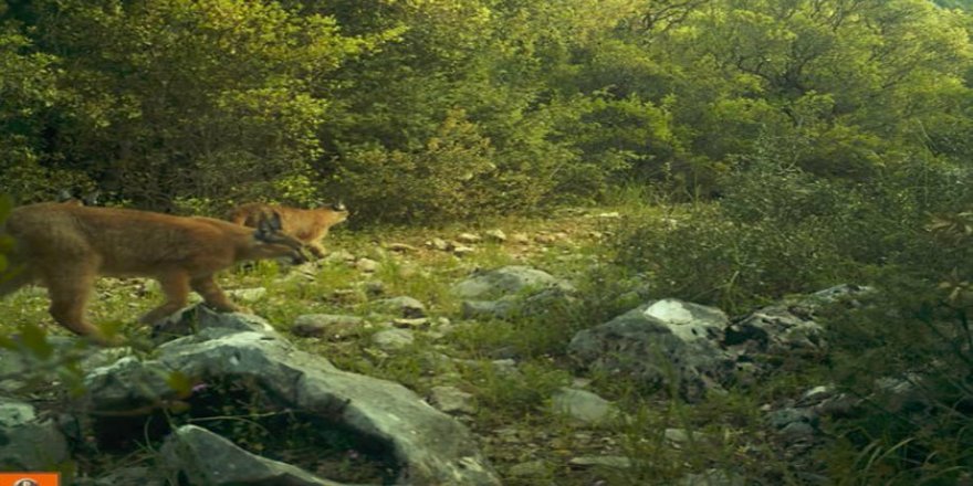 Burdur’da Yaban Hayvanları Su Havuzlarıyla Susuzluklarını Gideriyor