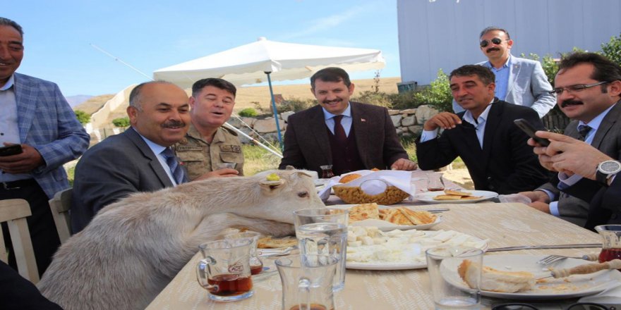 Protokolün Sofrasına Keçi Dadandı