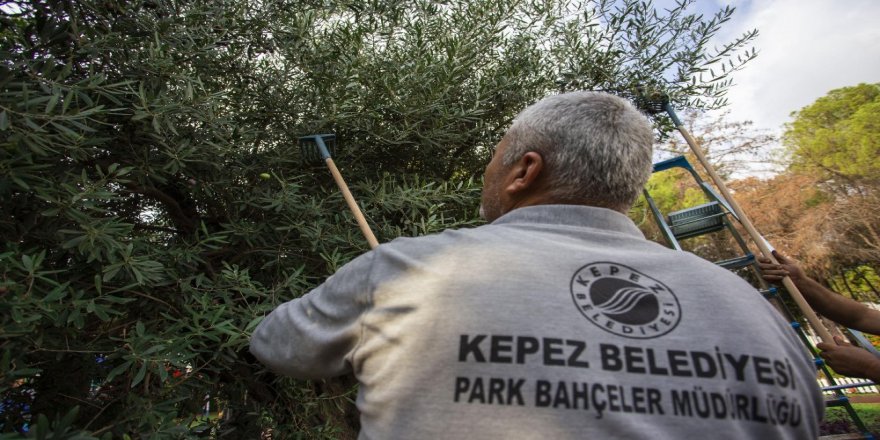 Dokumapark’ta Zeytin Hasadı