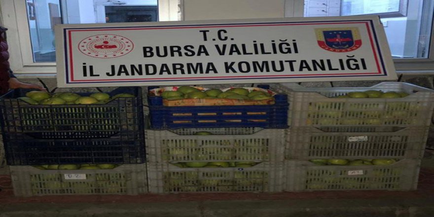 Bahçeden 300 Kilo Armut Çaldılar