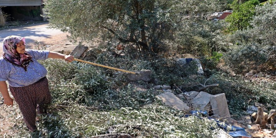 Antalya’da Zeytin Ağacı Katliamı