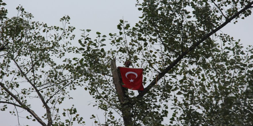 Metrelerce Uzunluktaki Ağaçlara Tarzan Gibi Tırmanıyor