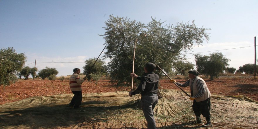 Kilis’te Zeytin Hasadı Erken Başladı