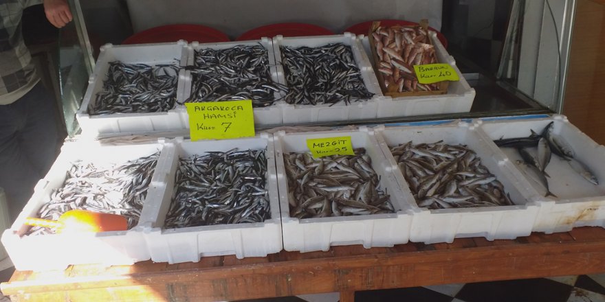 Hamsi Fiyatı Karadeniz’de 7 Tl’ye Düştü