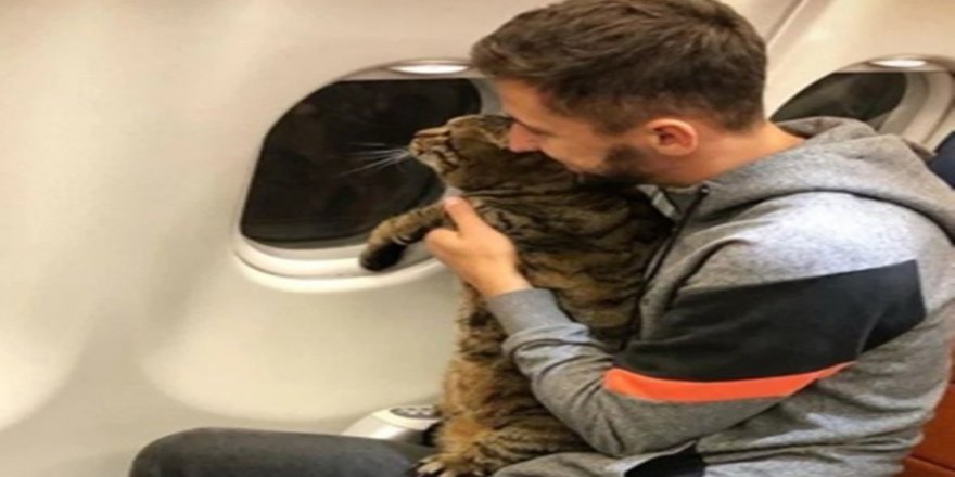 Tombul Kedi Uçağa Alınmayınca Sahibi Başka Kediyi Tarttırdı
