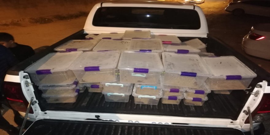 Polis Baskınında Ortaya Çıktı, Evde 217 Akrep Ele Geçirildi