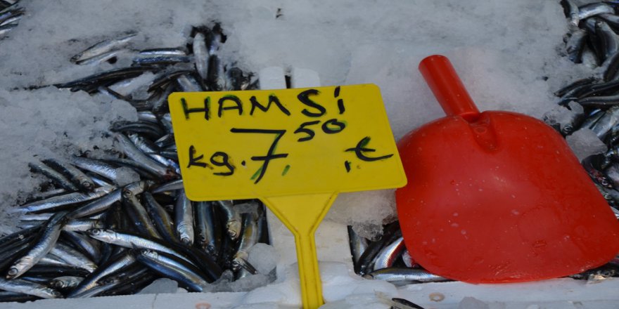 Yerli Hamsi Tezgâhlarda 7,5 Tl