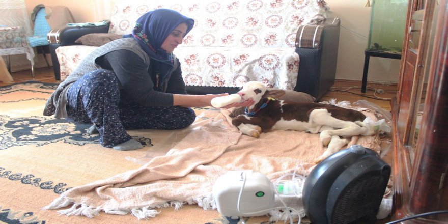 Besici Kadından Prematüre Buzağıya Anne Şefkati