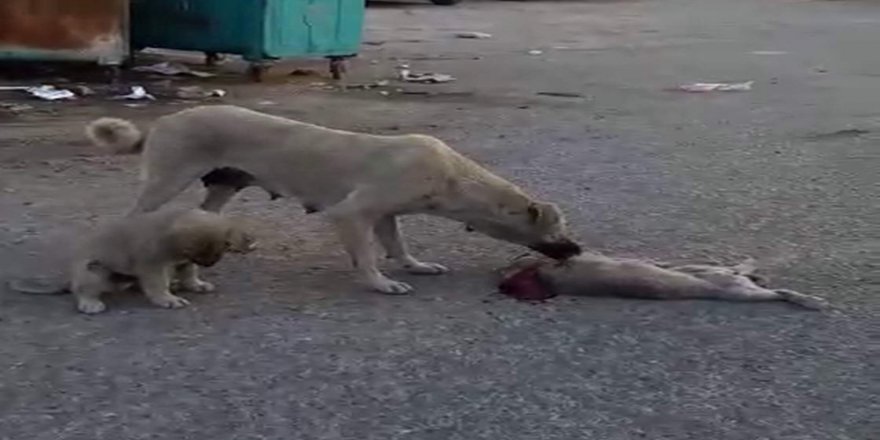 Ölen Yavrusunun Başında Ağlayan Köpek, Görenleri Duygulandırdı
