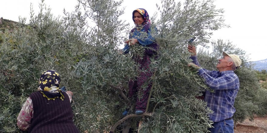 Ermenek’te Zeytin, Yöre Halkının Umudu Oldu