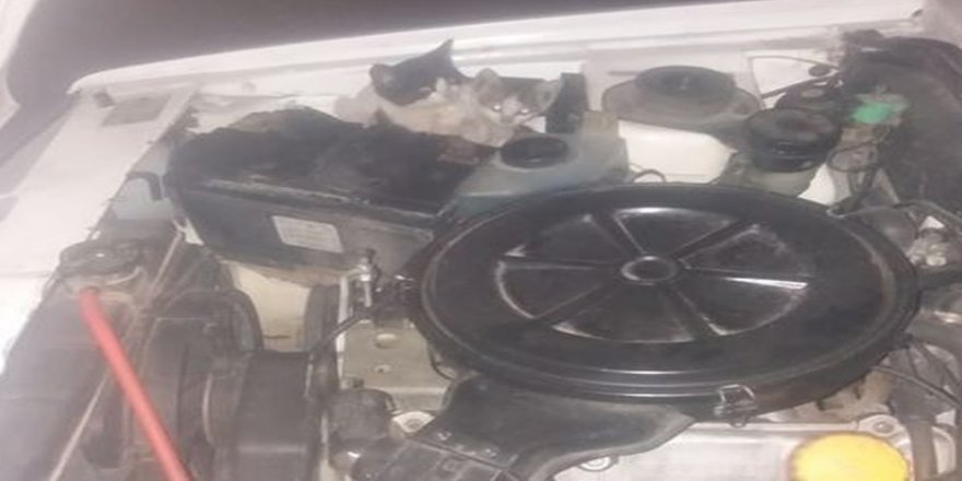 Soğuktan Üşüyen Yavru Kediler Aracın Motorundan Çıktı