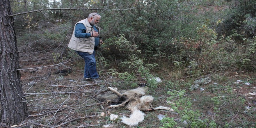 Kemer Yaylalarına Bırakılan Köpekler Ölüm Kalım Mücadelesi Veriyor