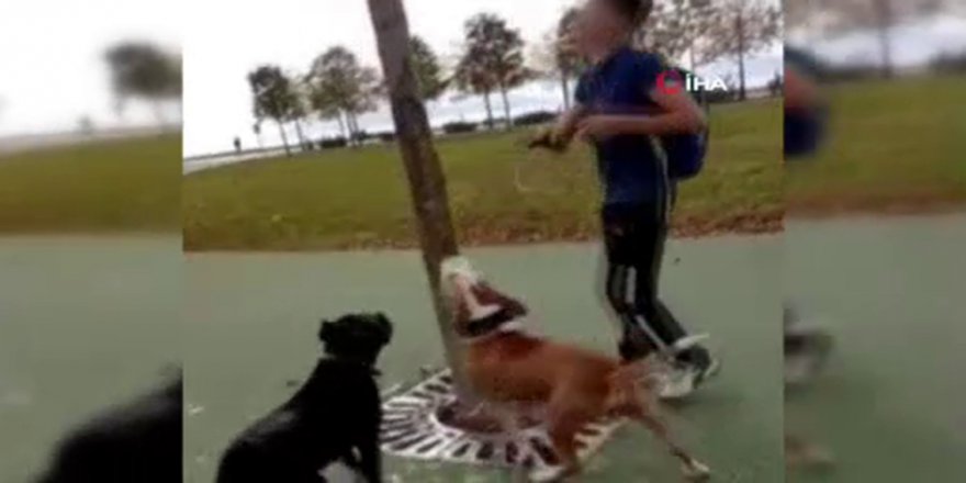 İnsanlık Dışı Olaya Tepki Yağmıştı: Serbest Bırakıldılar