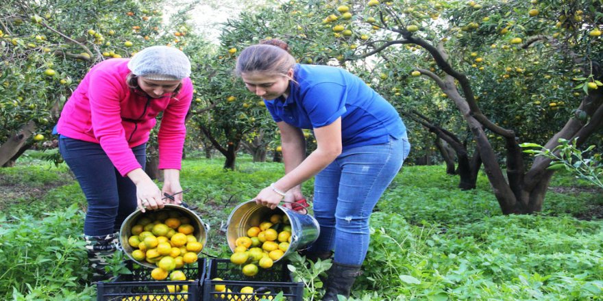 Bodrum’da Mandalina Hasadı Başladı