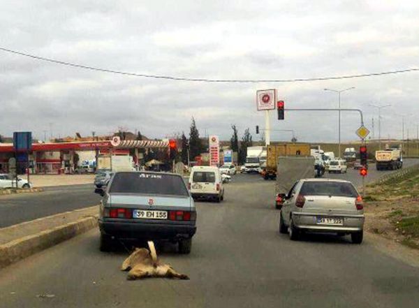 BU VAHŞETE SEYİRCİ KALACAK MIYIZ ?