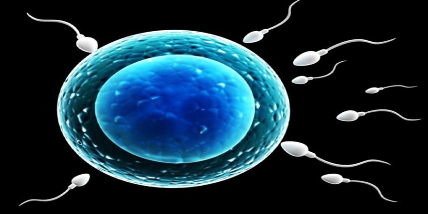 SPERM SAĞLIĞI İÇİN FOLİK ASİT