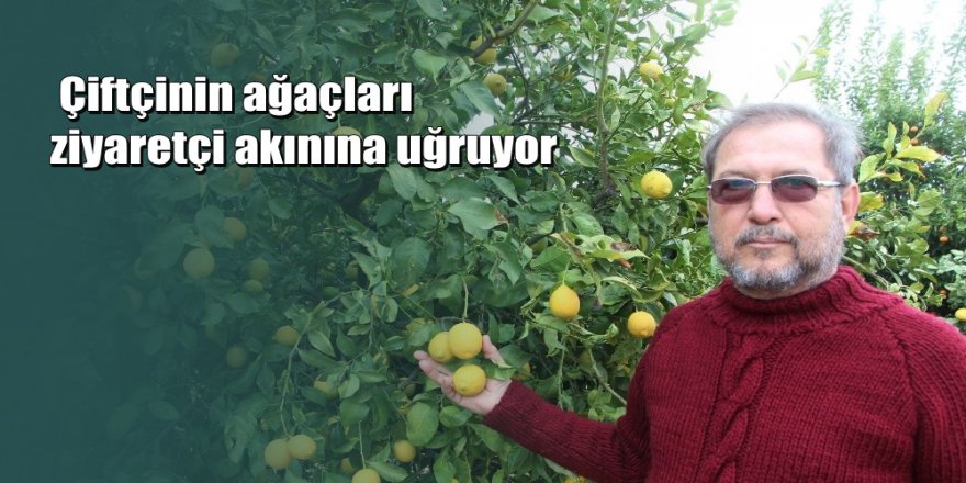 Antalya'da bir çiftçi 4 ülkenin meyvesini tek ağaçta yetiştirdi