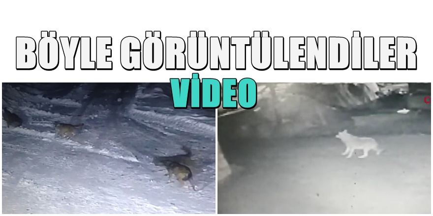 Kurt sürüsü köye indi köpekleri parçaladı