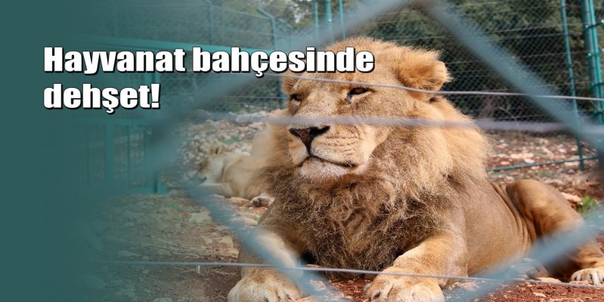 Kafesinden kaçan aslan çalışanı öldürdü