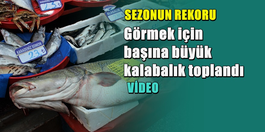 Elazığ'da dev Turna Balığı görüntüleri hayrete düşürdü