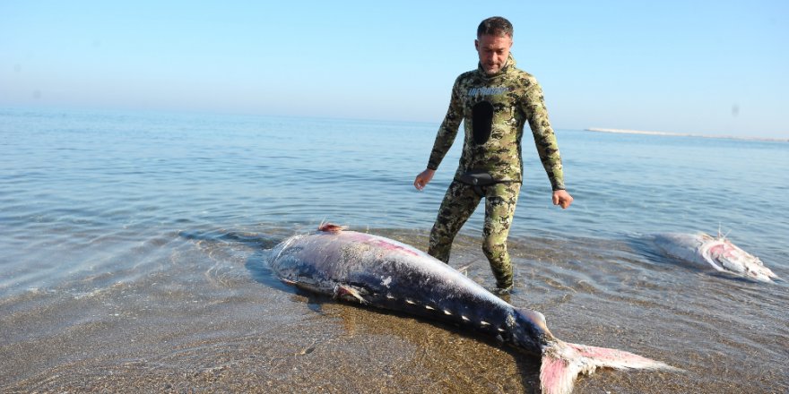 Marmara'da dev orkinoslar karaya vurdu