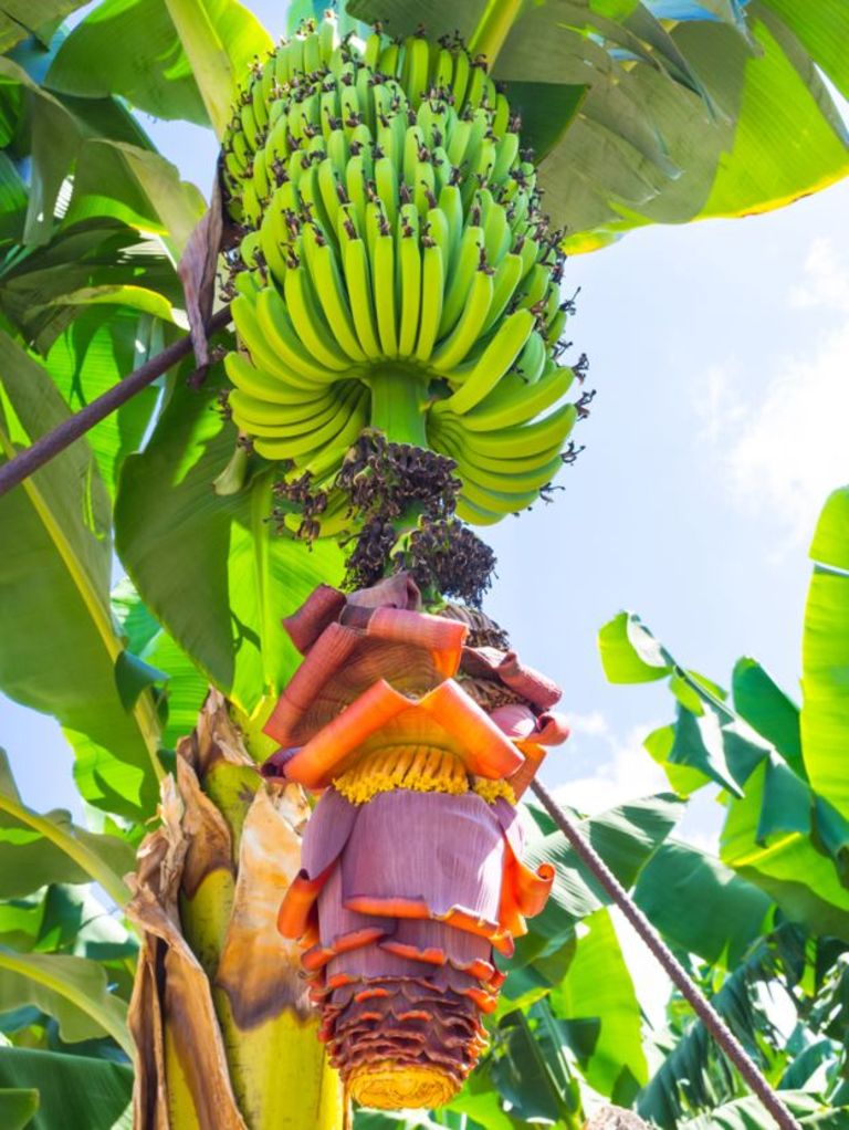 150914083724__85501493_bananas-on-tree-with-flower.jpg