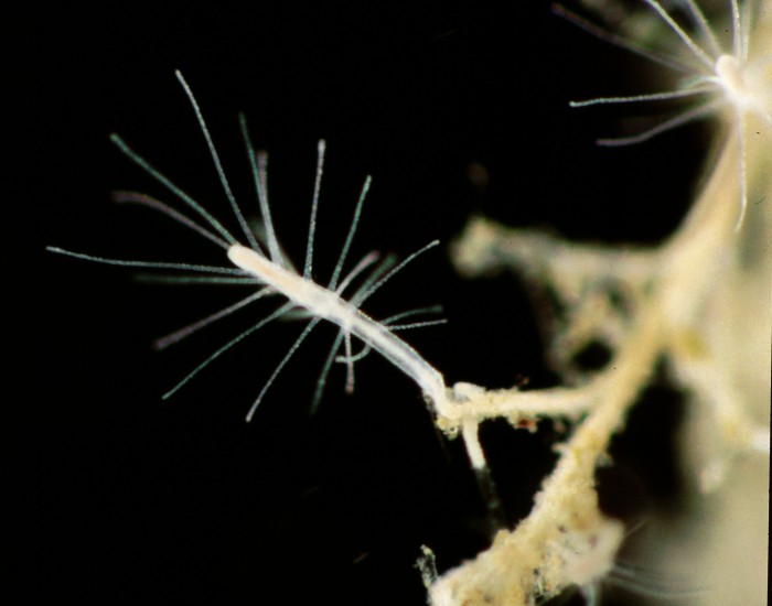 98809_polyp-colony-of-turritopsis-dohrnii-italy-mediterranean.jpg