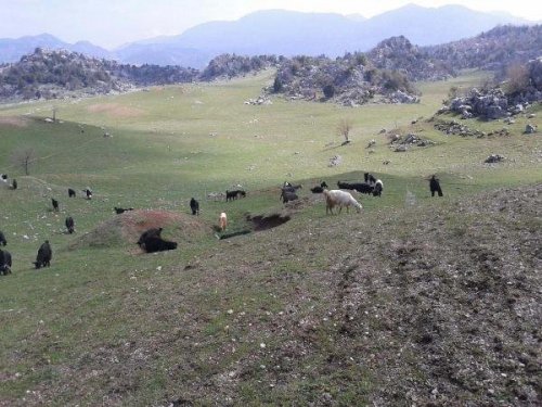 AÇ KURTLAR SÜRÜYE SALDIRDI