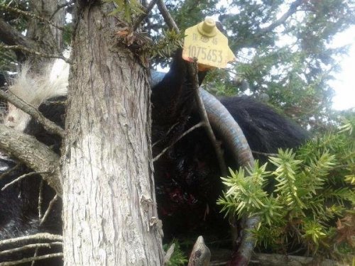 AÇ KURTLAR SÜRÜYE SALDIRDI