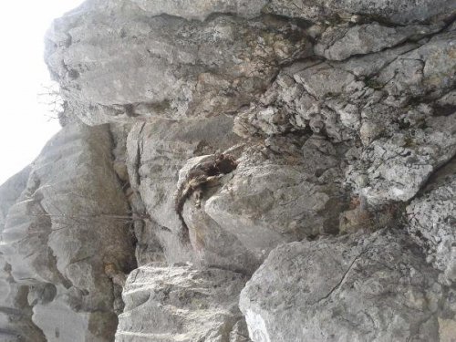 AÇ KURTLAR SÜRÜYE SALDIRDI