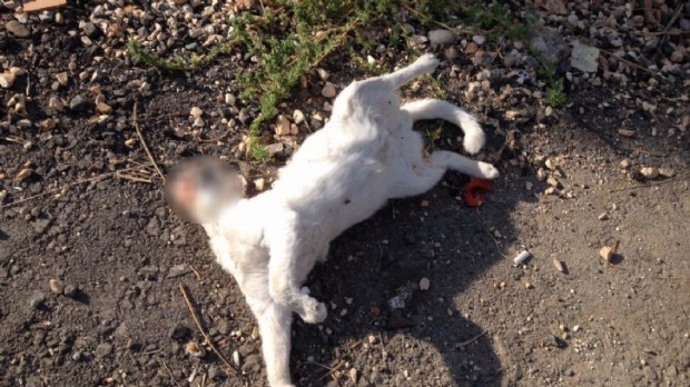 antalyada_kedi_katliami_1477739407_758.jpg