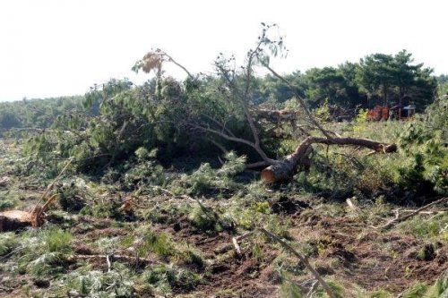 ÇANAKKALE'NİN EN GÜZEL ORMANI KESİLDİ