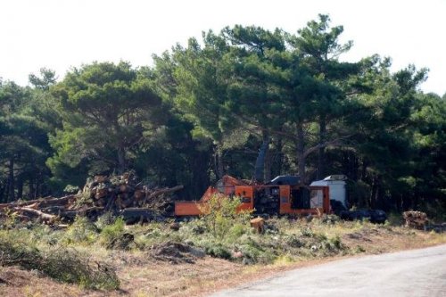 ÇANAKKALE'NİN EN GÜZEL ORMANI KESİLDİ