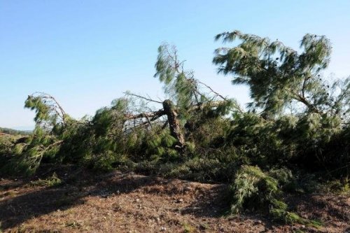 ÇANAKKALE'NİN EN GÜZEL ORMANI KESİLDİ