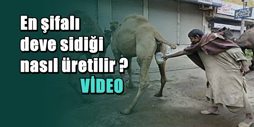 deve-sidigi-sifadir-diyen-ilahiyatciya-bir-kavanoz-deve-sidigi-verdi-o-zaman-ic-video-240p-tn.jpg