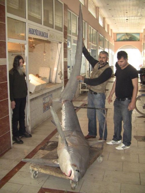 İskenderun'da 450 Kiloluk Köpek Balığı