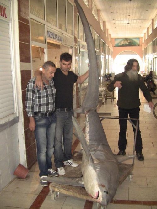 İskenderun'da 450 Kiloluk Köpek Balığı