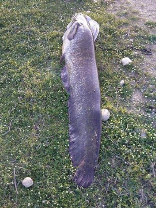 Meriç Nehri’nde 50 Kiloluk Yayın Balığı Avladı