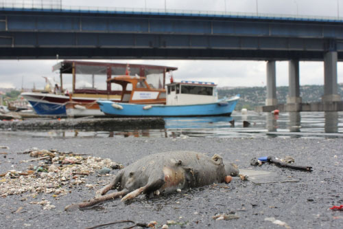 olufare.jpg olufare.jpg