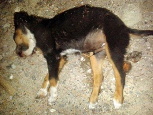 YAVRU KÖPEK DÖVE DÖVE ÖLDÜRÜLDÜ!
