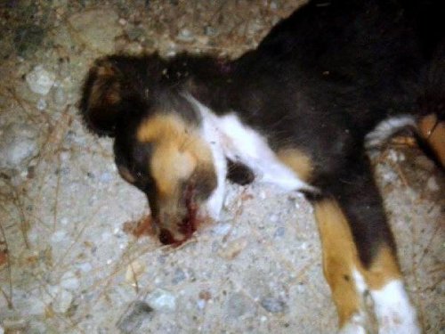 YAVRU KÖPEK DÖVE DÖVE ÖLDÜRÜLDÜ!